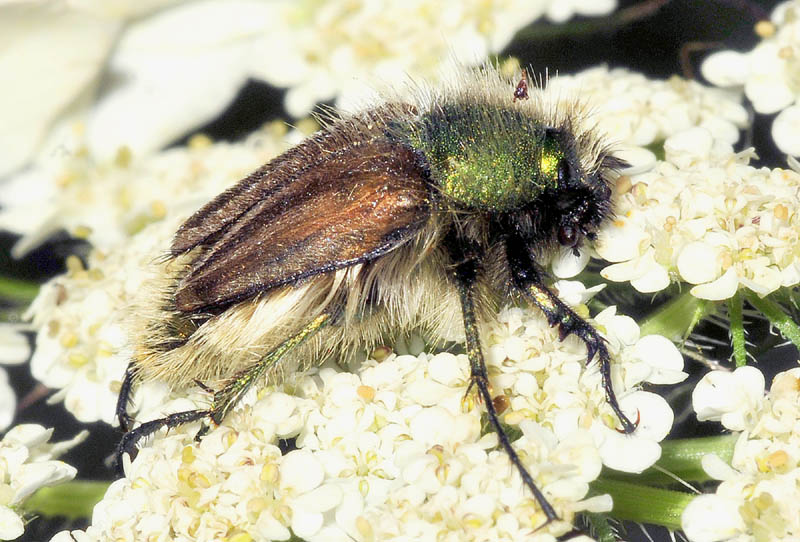 Eulasia pareyssei (Glaphyridae)  dalla Grecia